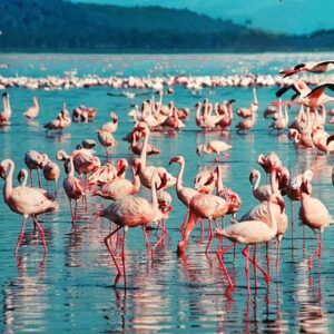 pink-flamingo-1484781_640