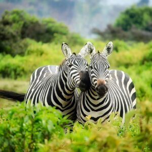 zebras-1883654_1280